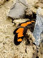 Image of Acraea acerata Hewitson 1874