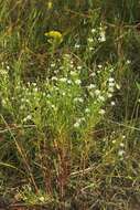 Image of Pringle's aster