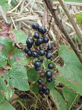 Image of Vitis ficifolia Bunge