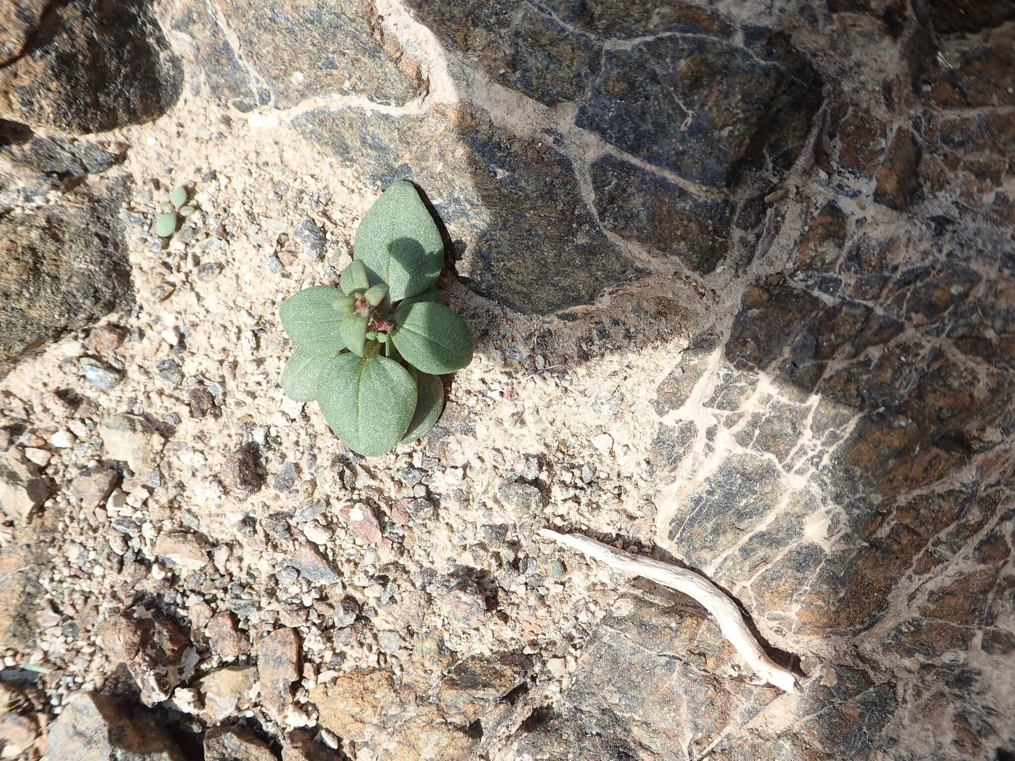 Image of Psammophiliella bellidifolia (Boiss.) S. S. Ikonnikov