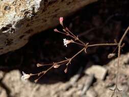 Image of Redding buckwheat