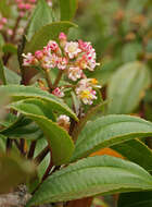 Miconia crocea (Desroussraux) Naud.的圖片