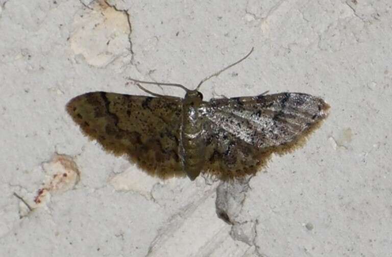 Image of Idaea pervertipennis Hulst 1900