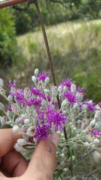 Image of woolly ironweed