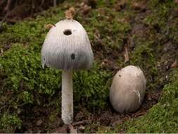 Imagem de Coprinopsis insignis (Peck) Redhead, Vilgalys & Moncalvo 2001