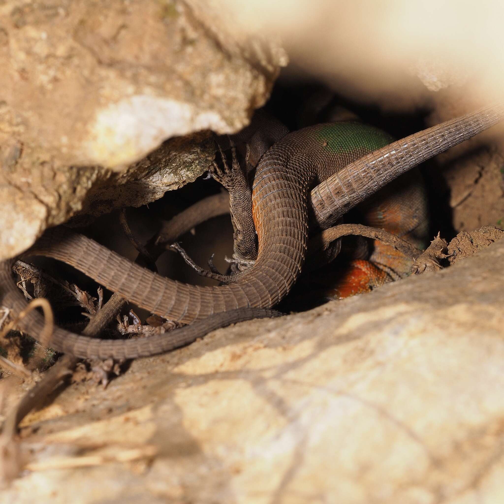 Image of Dalmatian Wall Lizard