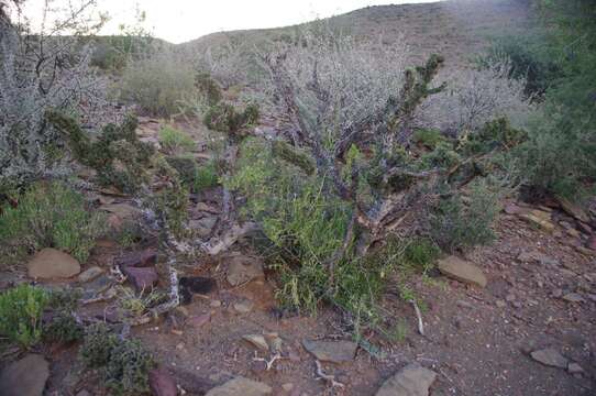 Image of Boscia foetida subsp. foetida