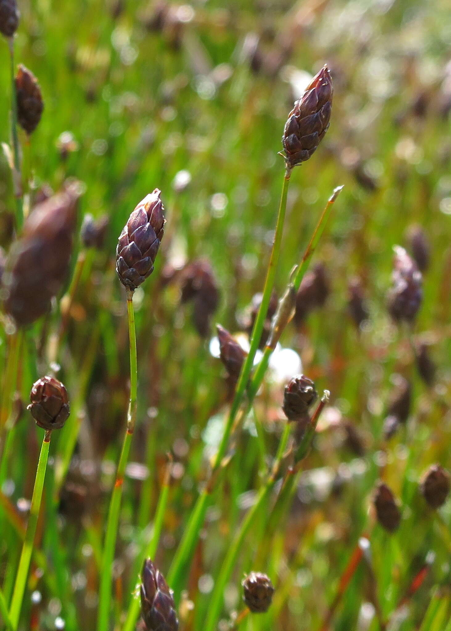 Слика од Chordifex monocephalus (R. Br.) B. G. Briggs