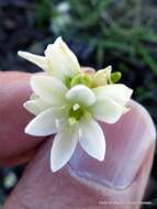 Imagem de Ornithogalum paludosum Baker