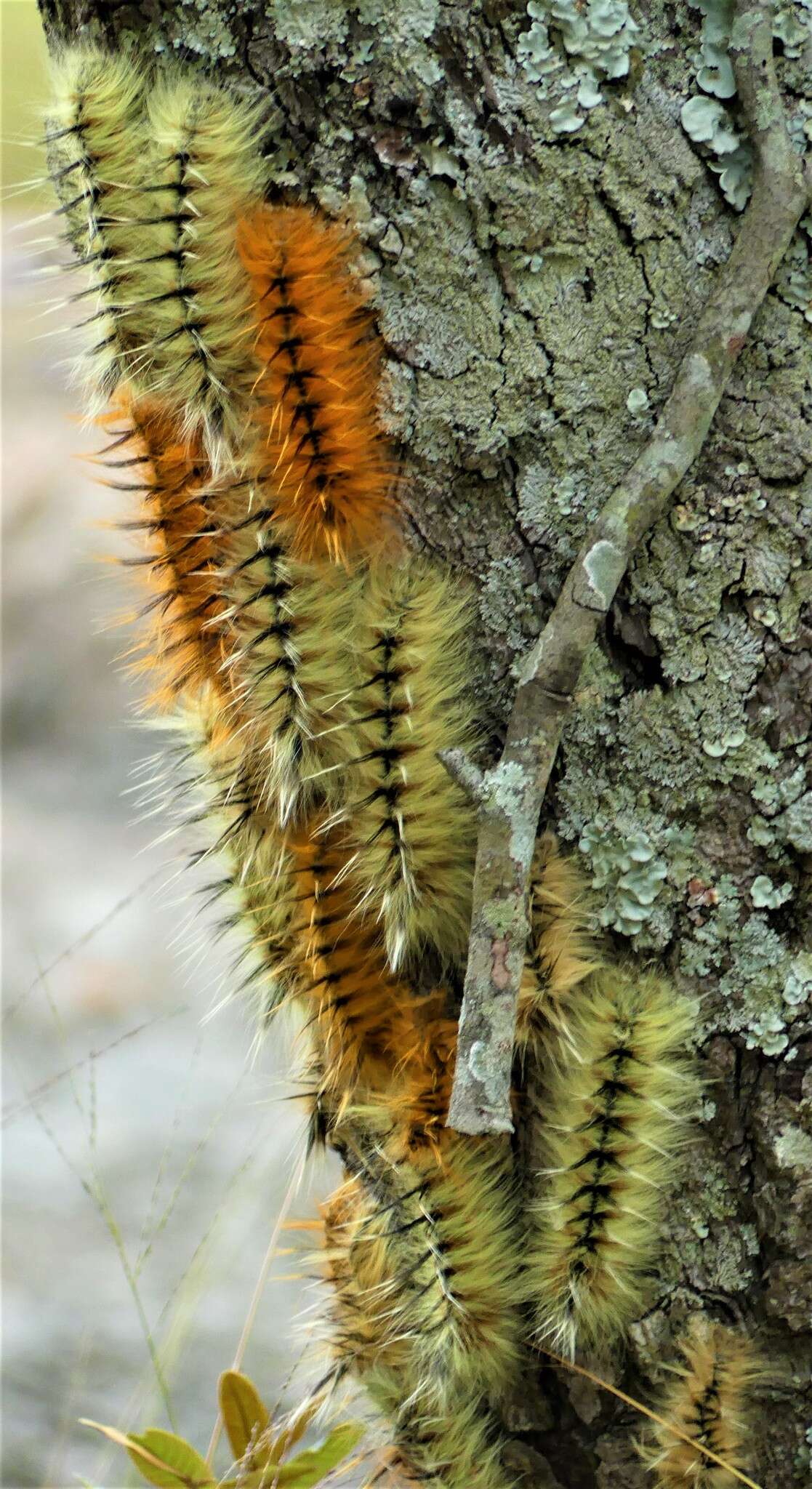 Image of Gonometa robusta Aurivillius 1909