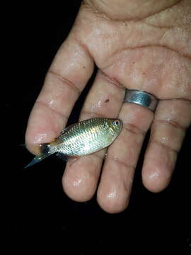 Image of Glass tetra