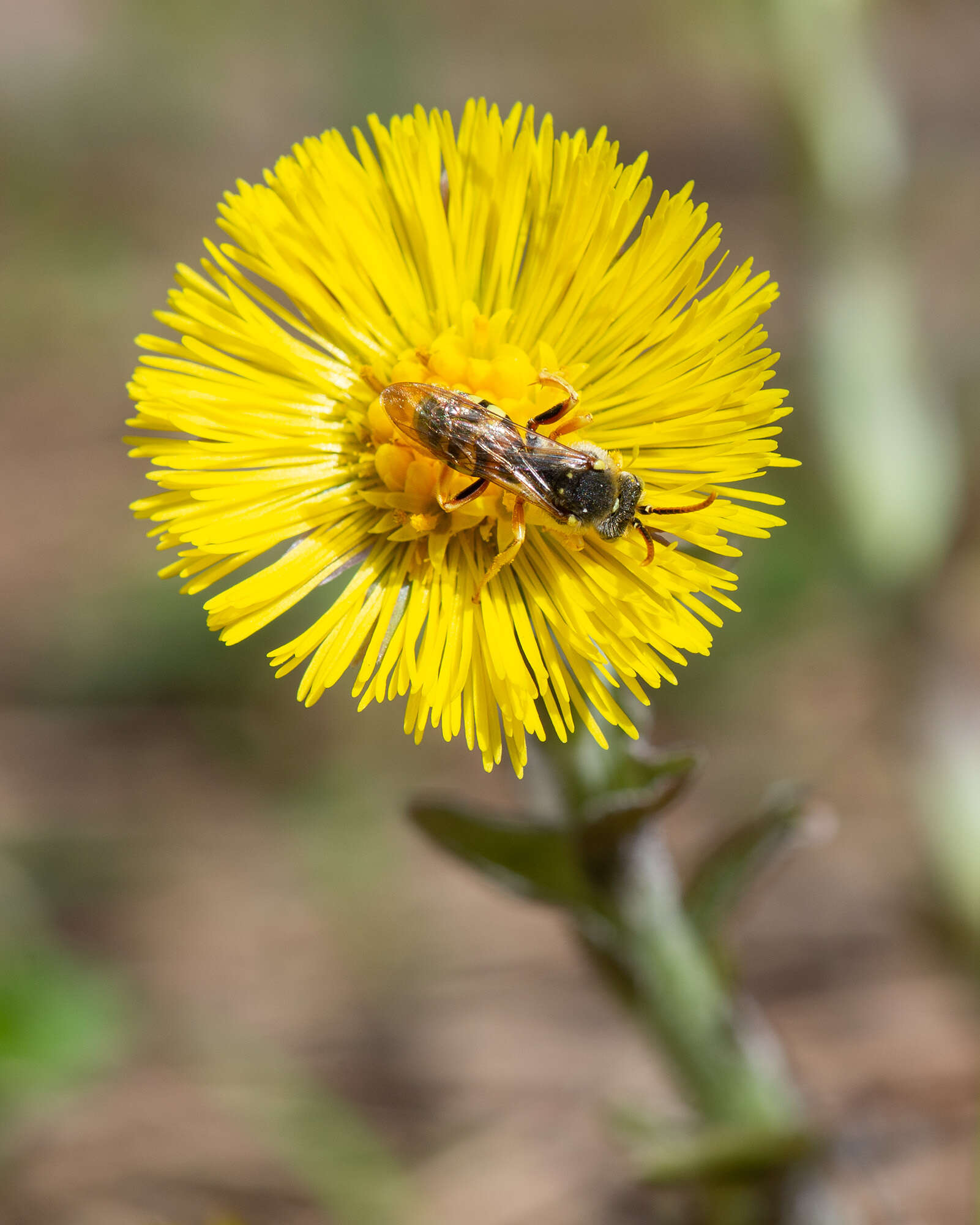 Image of Nomada lathburiana (Kirby 1802)