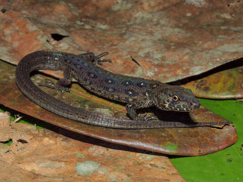 Image of Anadia antioquensis Arredondo 2013