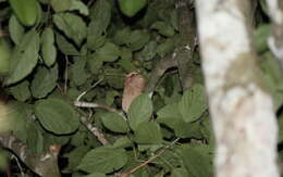 Image of Large Frogmouth