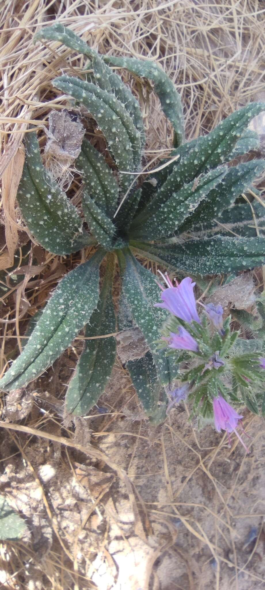 Image of Echium gaditanum Boiss.