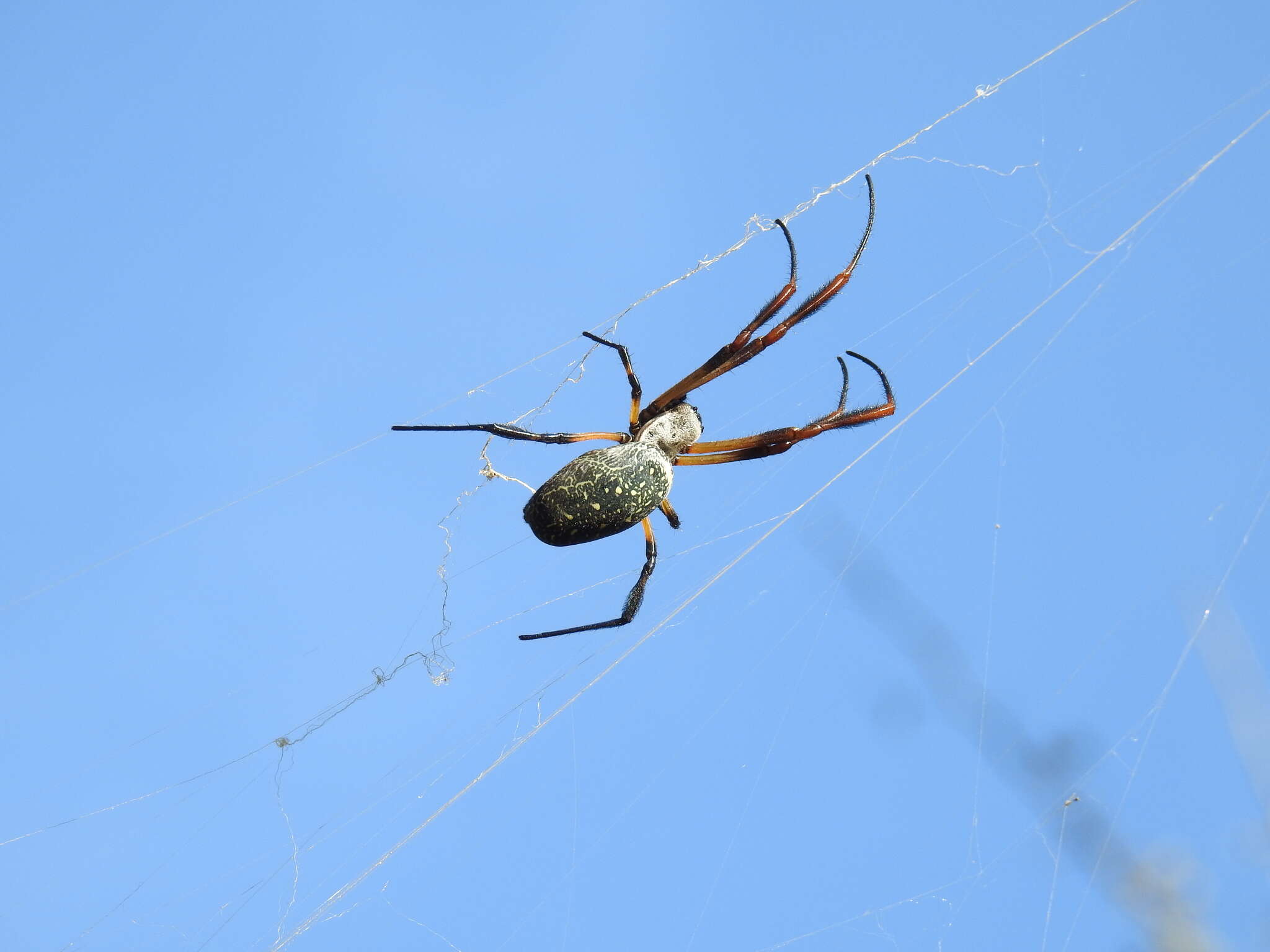 صورة Trichonephila sexpunctata (Giebel 1867)