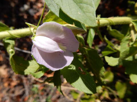 Image of spurred butterfly pea