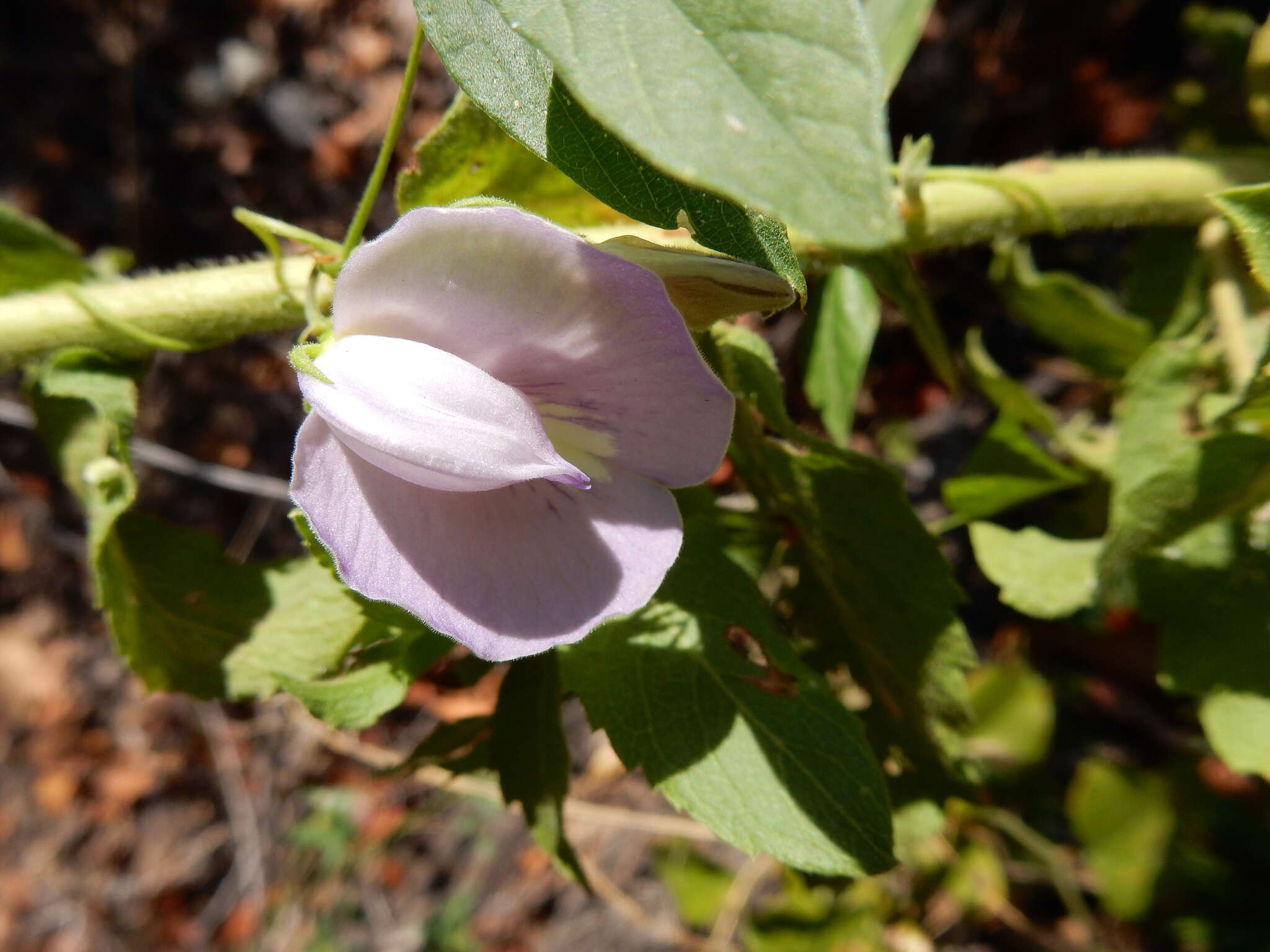 Image de Centrosema virginianum (L.) Benth.