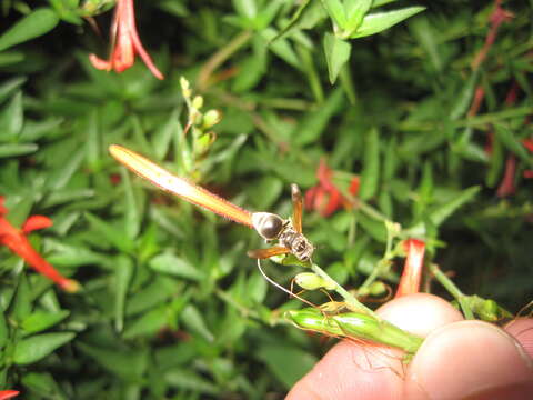 Image of Mexican Honey Wasp