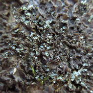 Image of Clam lichens