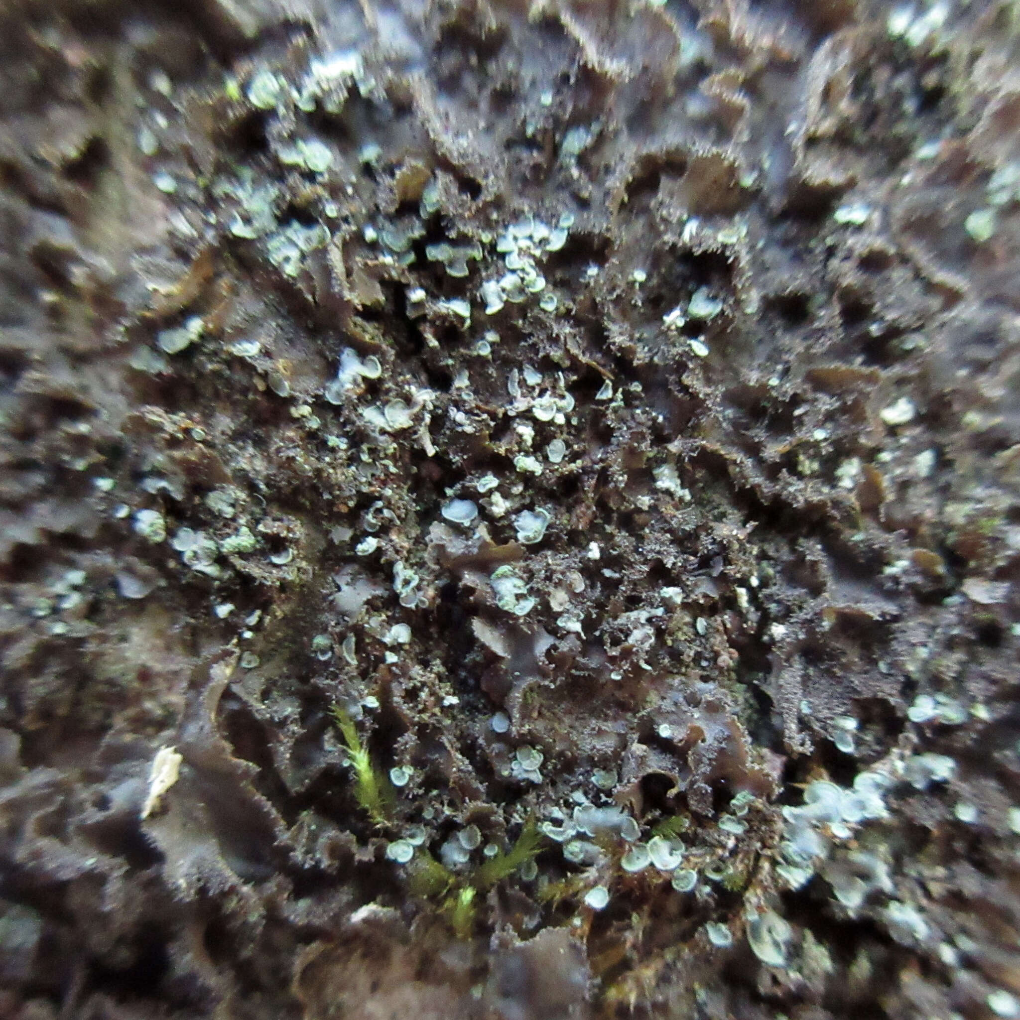 Image of Clam lichens