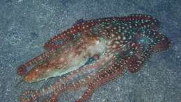 Image of night octopus