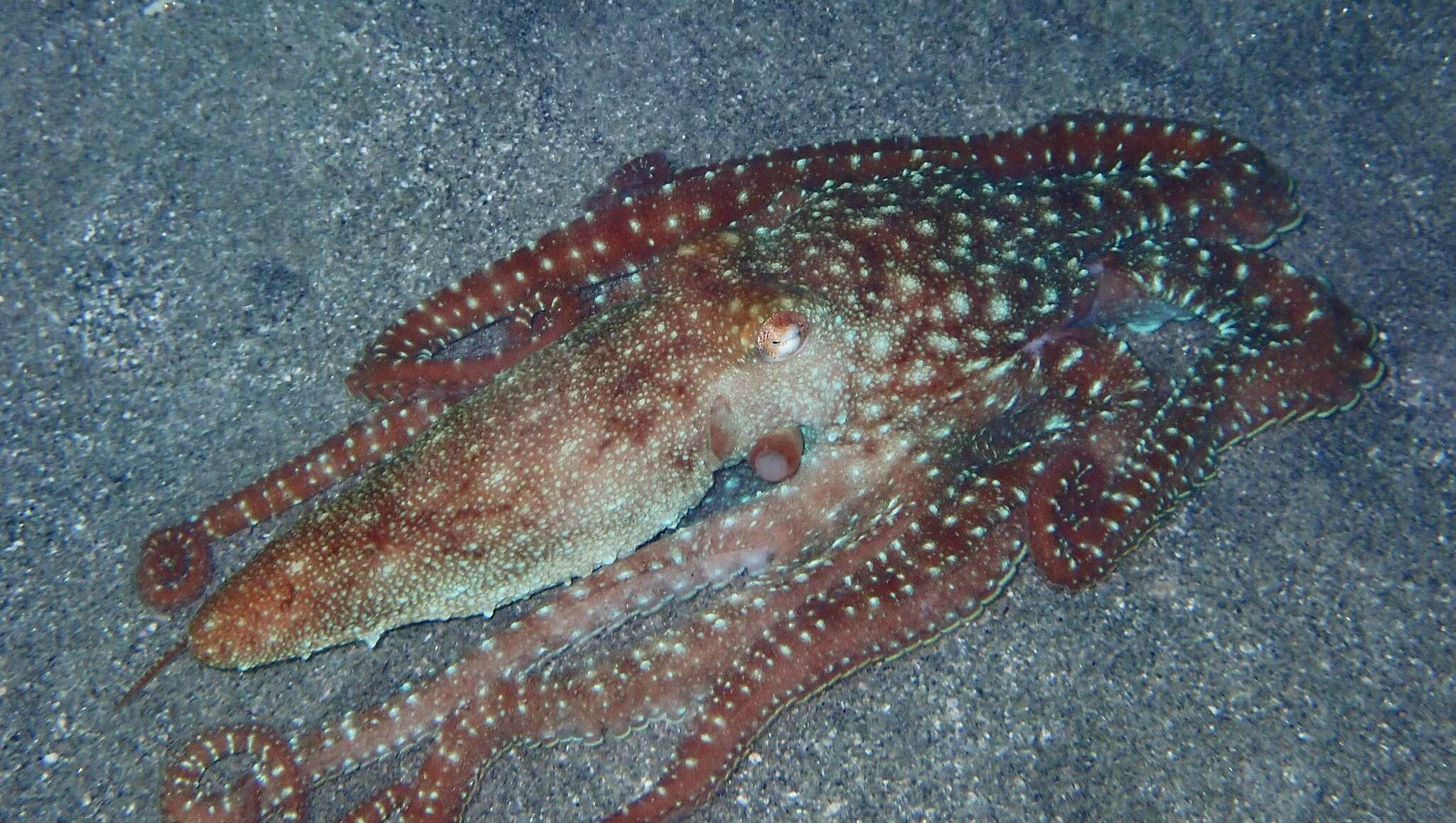 Callistoctopus ornatus (Gould 1852) resmi