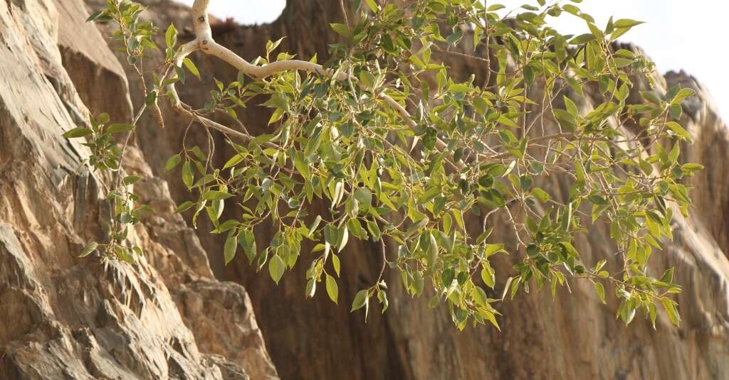 Image of Ficus cordata Thunb.