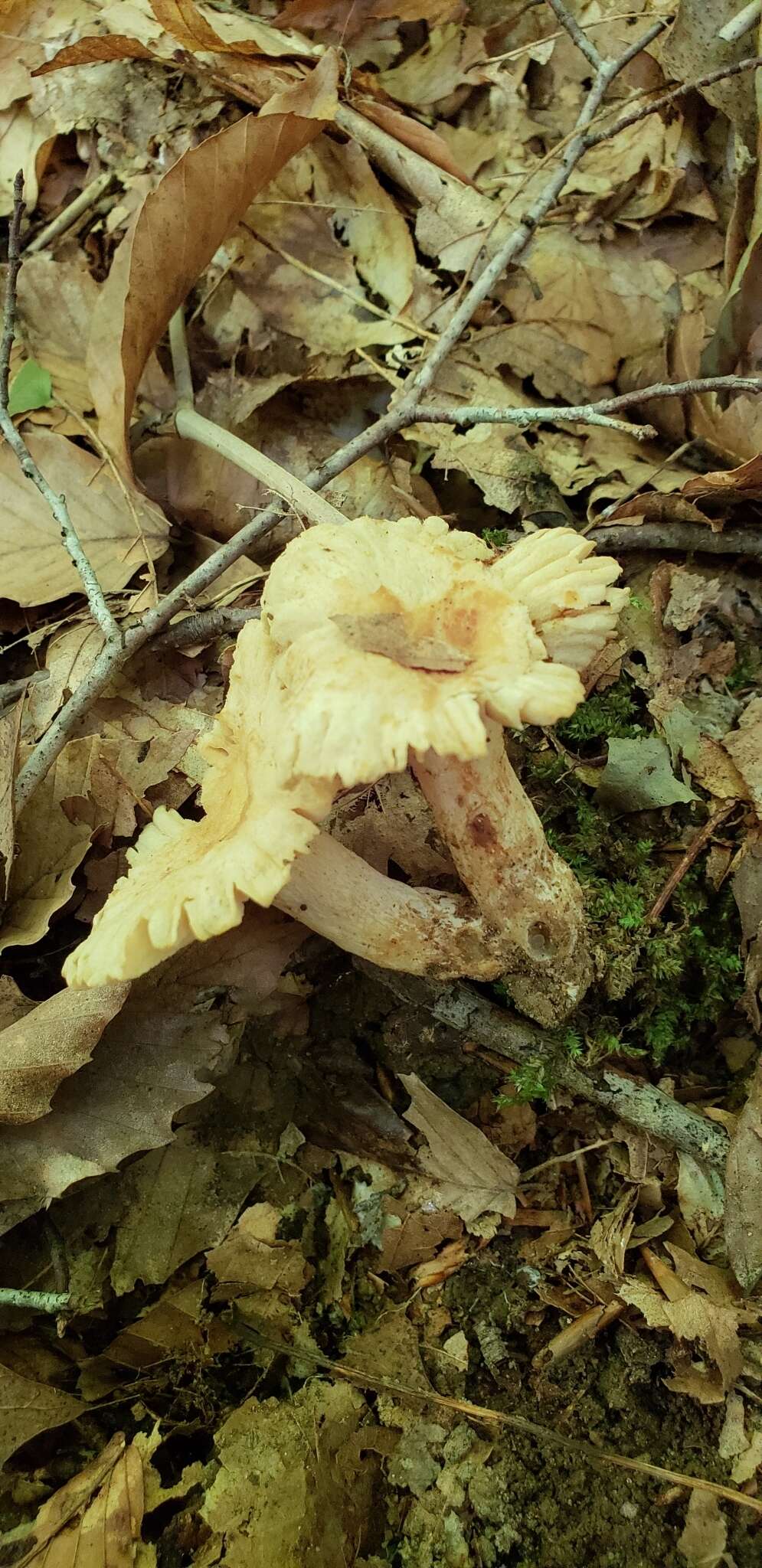 Image of Russula earlei Peck 1904