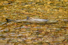 Image of Calico salmon