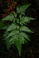 Image of iron fern