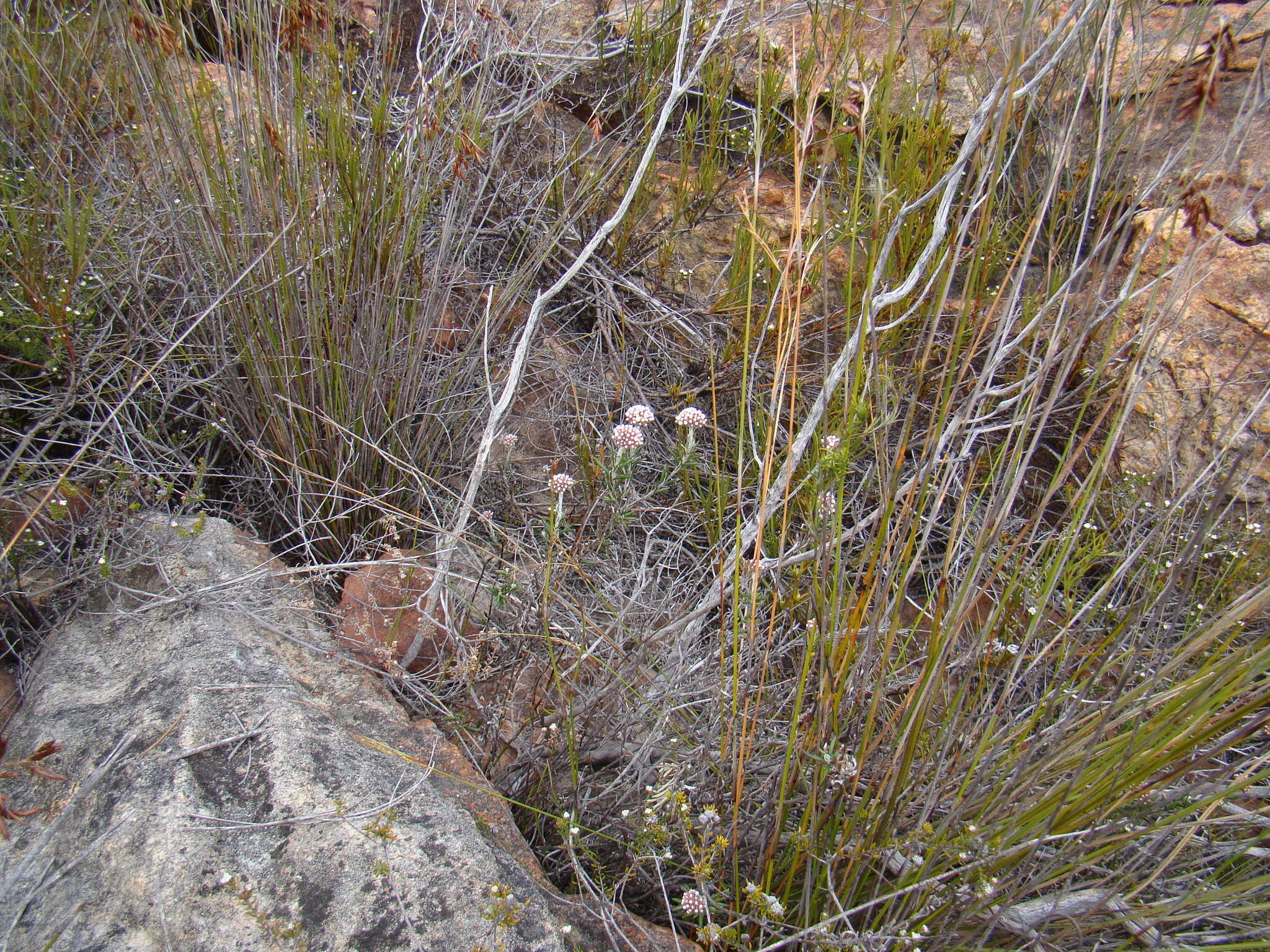 Image of Anaxeton asperum subsp. pauciflorum Lundgren