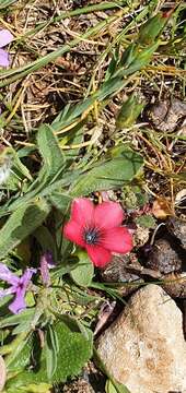 Image of Linum decumbens Desf.