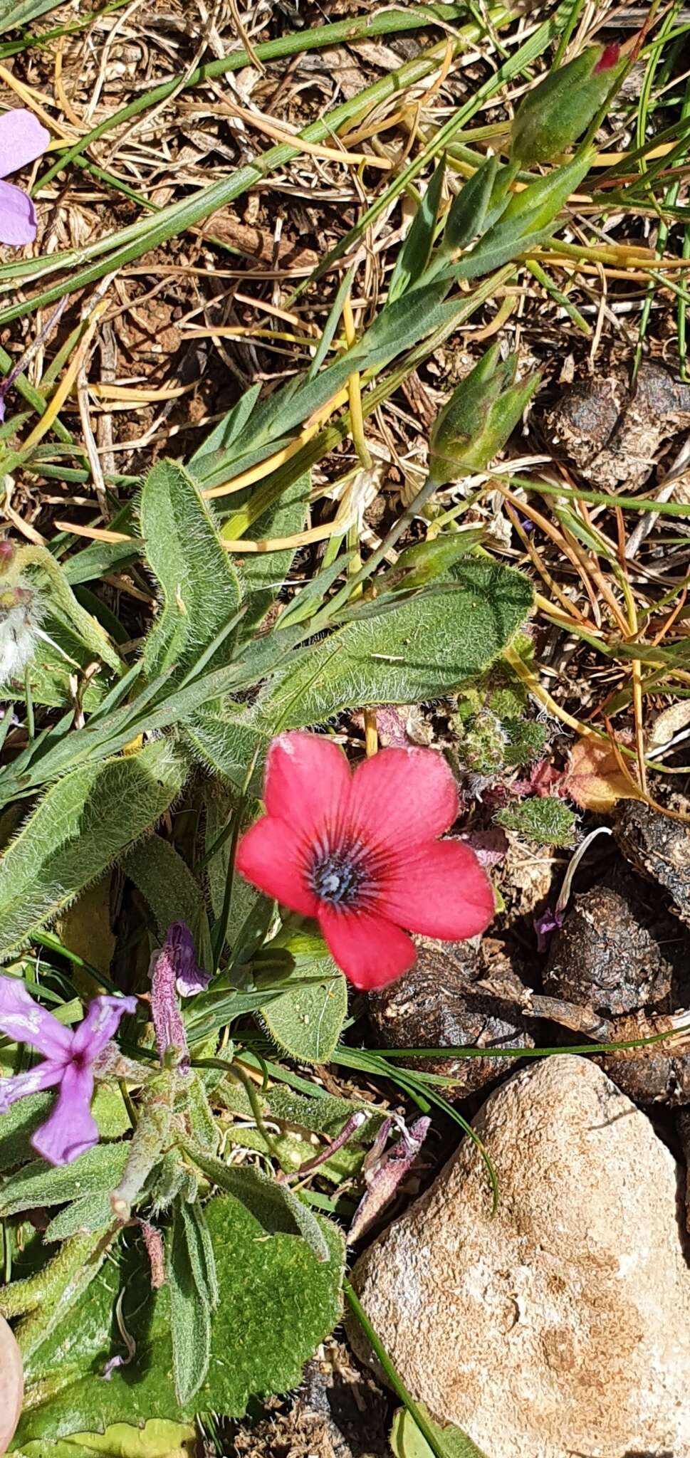 Image of Linum decumbens Desf.