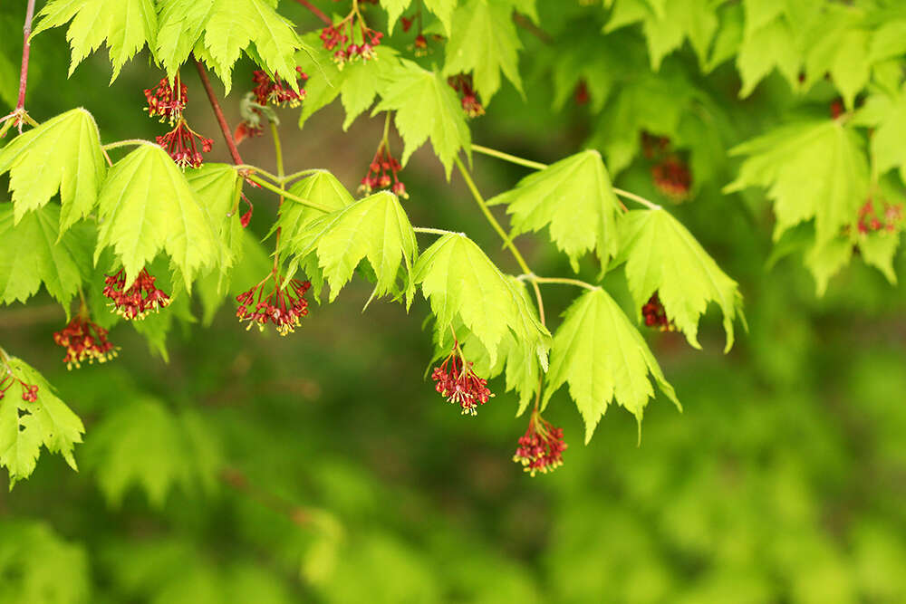 Imagem de Acer pseudosieboldianum (Pax) Kom.