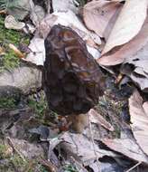 Image of Morchella angusticeps Peck 1887