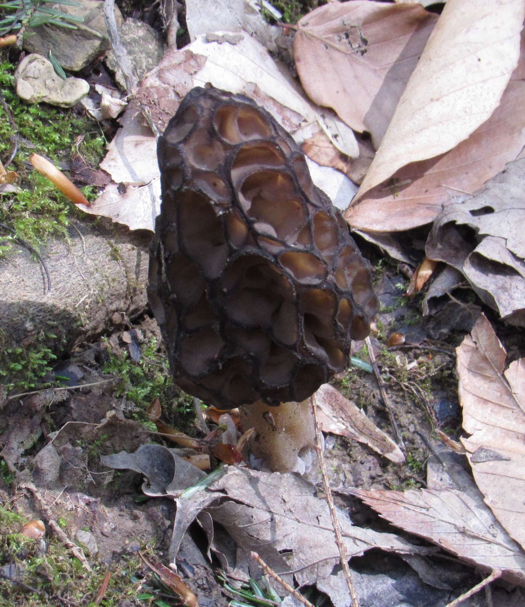 Imagem de Morchella angusticeps Peck 1887