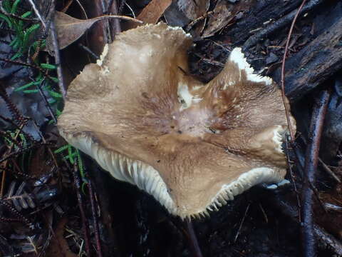 Image de Lactifluus wirrabara (Grgur.) Stubbe 2012