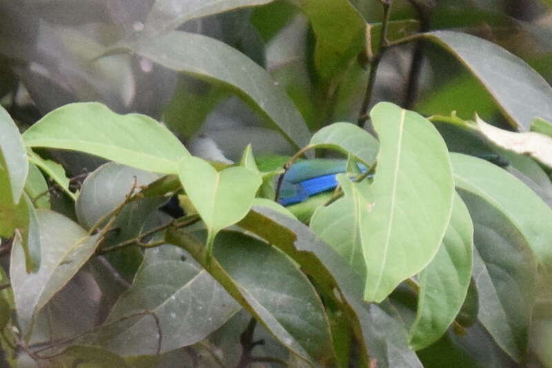 Image of Bornean Leafbird