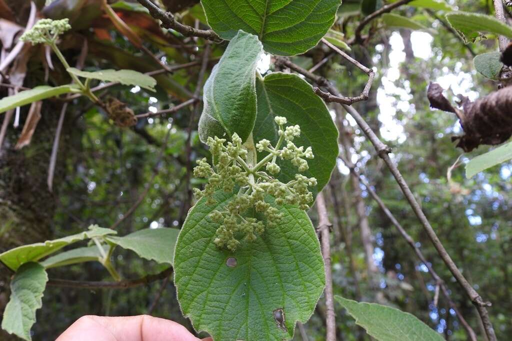 Image of Viburnum jucundum Morton