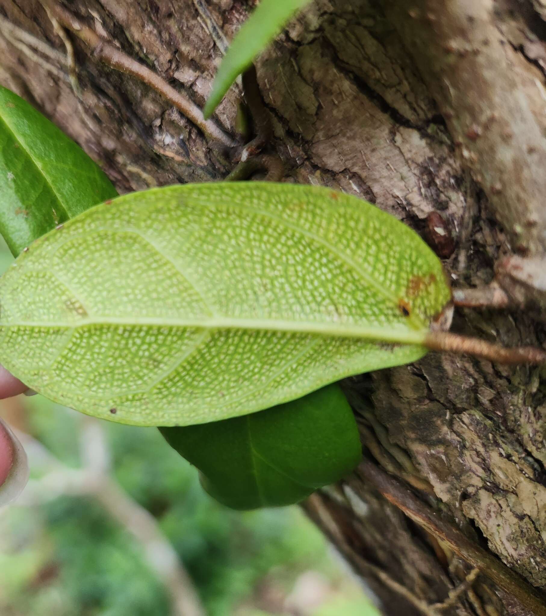 Слика од Ficus aurantiaca var. parvifolia