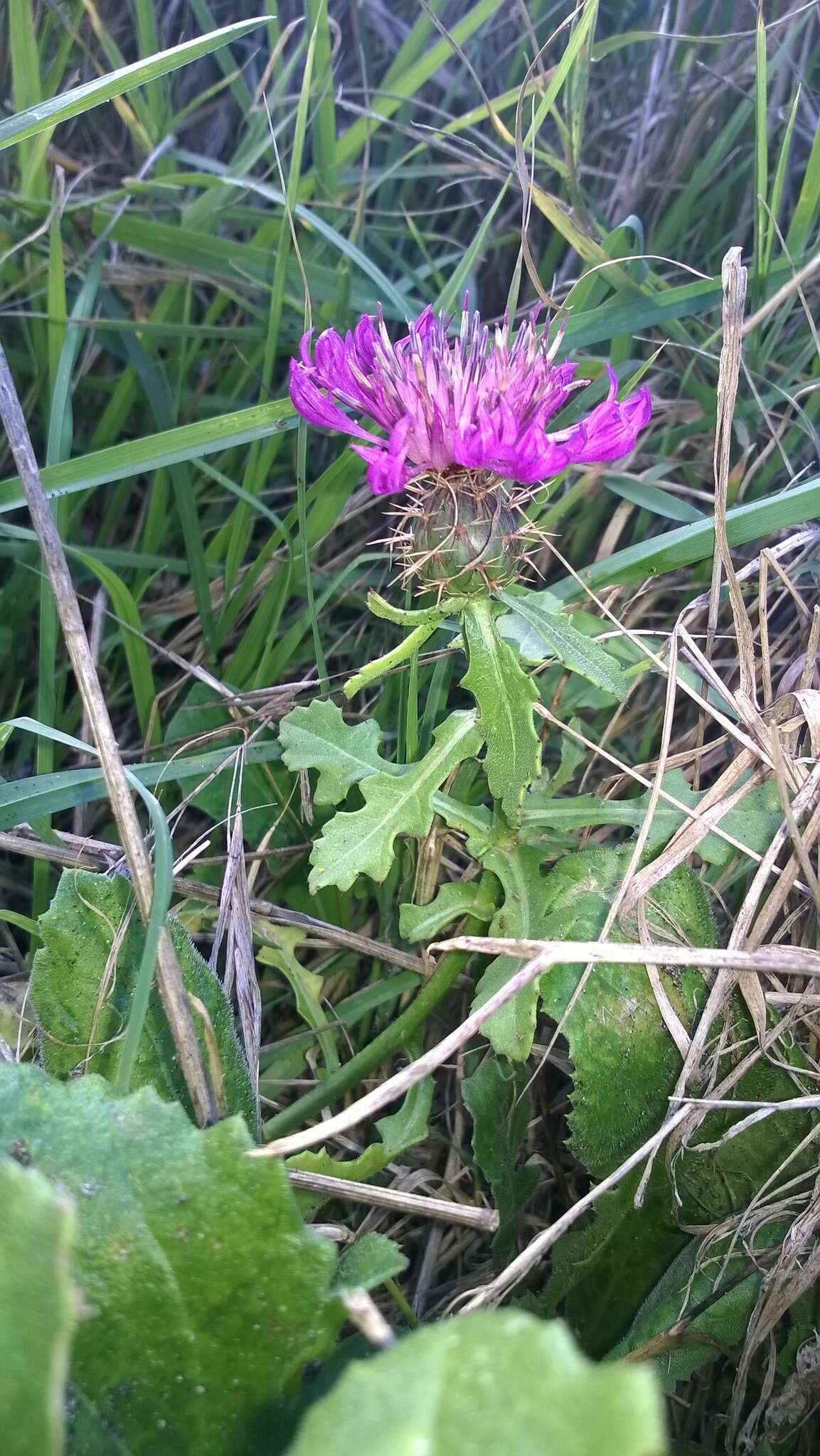 Слика од Centaurea sphaerocephala L.