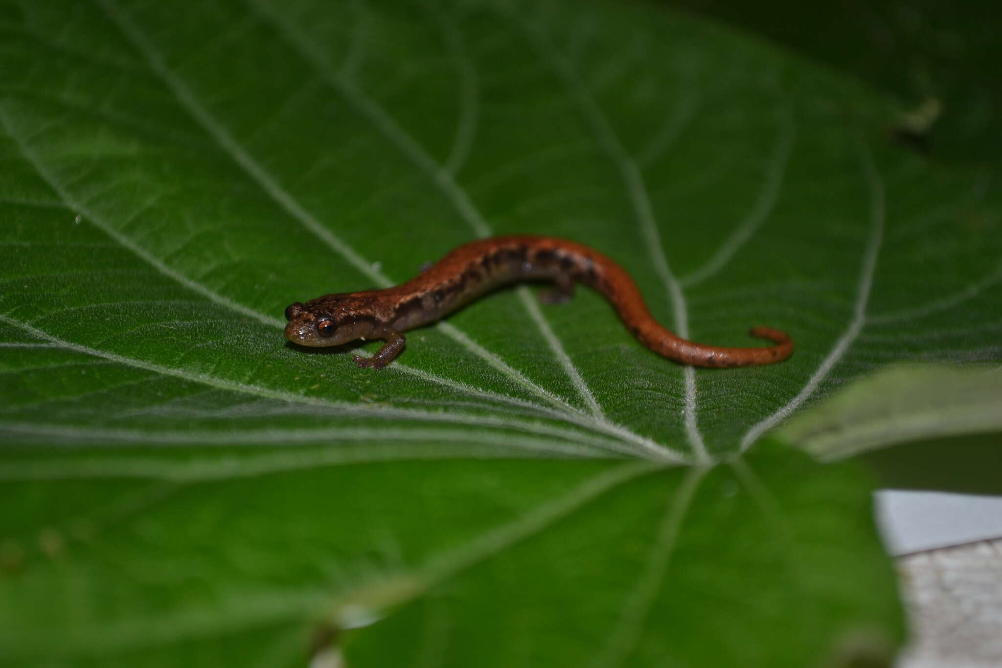 Image of Chiropterotriton nubilus García-Castillo, Soto-Pozos, Aguilar-López, Pineda-Arredondo & Parra-Olea 2018