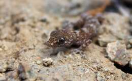 Image of South American Leaf-toed Gecko