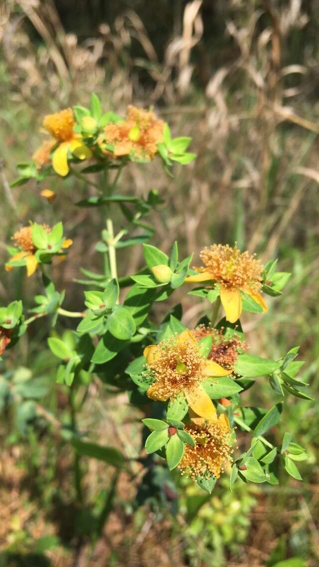 Image of Myrtle-Leaf St. John's-Wort