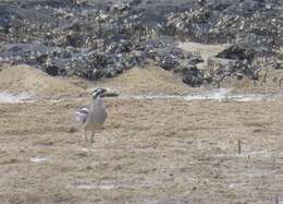 Image of Beach Stone-curlew