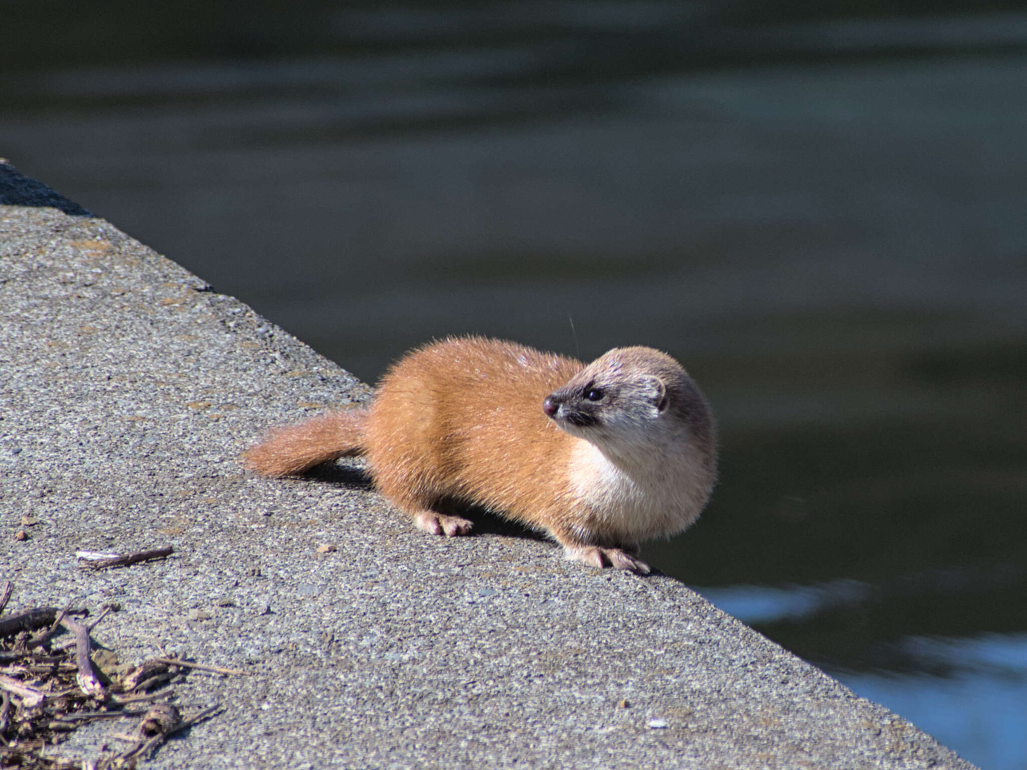 Image of Japanese Weasel