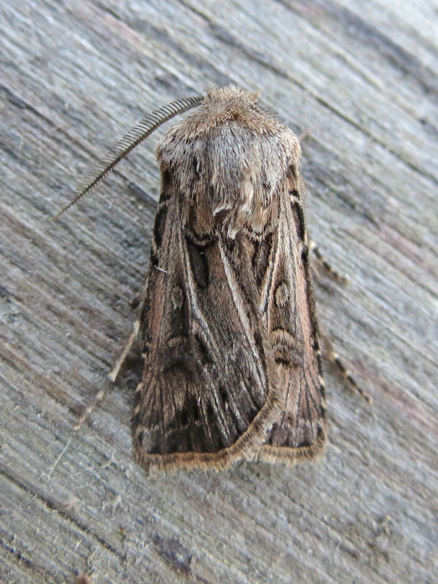 صورة Agrotis gladiaria Morris 1874