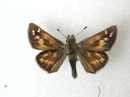 Image of Juba Skipper