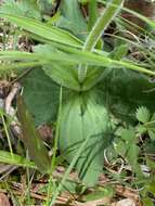 Image of Common Leopardbane